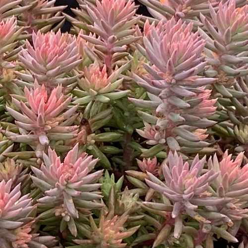 Tight & Tidy™ Pink Angelina Stonecrop